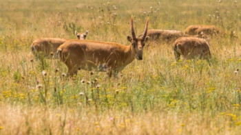 Фотография к новости: Батыс Қазақстанда киік атқандардан 10,8 млн теңге өндірілді