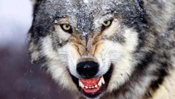 Фотография к новости: Қасқырға тап болсаңыз не істеу керек. Маман кеңес берді