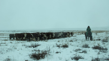 Фотография к новости: ШҚО тұрғыны сегіз жылда мал басын мыңға жуықтатқан
