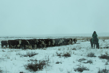 Фотография к новости: ШҚО тұрғыны сегіз жылда мал басын мыңға жуықтатқан
