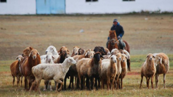 Фотография к новости: 2019 жылы 1057 жаңа қой шаруашылығы құрылды – АШМ 
