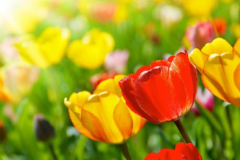 Фотография к новости: Алматыда "Аналар көктемі" акциясы бастау алды