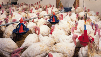 Фотография к новости: Түйетауықтың табысы шаш-етектен 