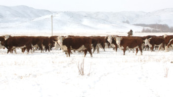 Фотография к новости: ﻿Ертіс өңірінде отандық өндірісті қолдаудың жедел экономикалық шаралар жоспары әзірленуде