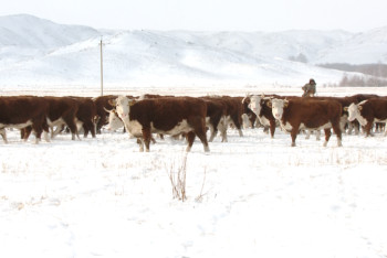 Ертіс өңірінде отандық өндірісті қолдаудың жедел экономикалық шаралар жоспары әзірленуде