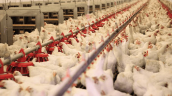 Фотография к новости: Елімізде құс өндірісі 3 жылда 26%-ға артты