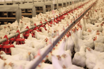 Фотография к новости: Елімізде құс өндірісі 3 жылда 26%-ға артты