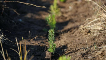 Фотография к новости: Түркістанда биыл 3 миллион көшет егіледі