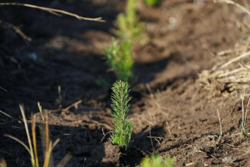 Фотография к новости: Түркістанда биыл 3 миллион көшет егіледі