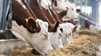 Фотография к новости: Ақбас тұқымды ірі қара малын өсіру туралы бағдарлама қажет емес  – ﻿Мамин