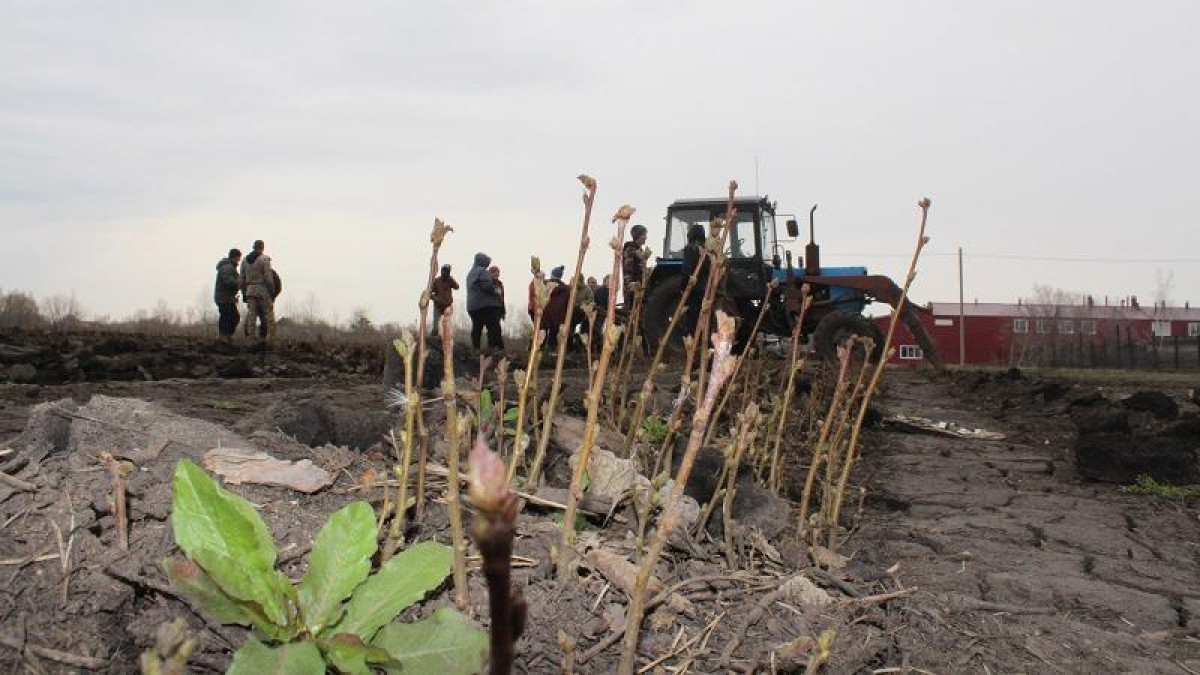Қостанайдың орман алқабына 250 мың түп қайың егіледі