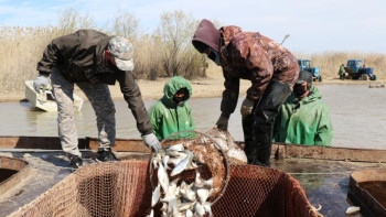 Фотография к новости: Атыраулық балықшылар өнімдерін еш кедергісіз экспортқа  шығарып жатыр