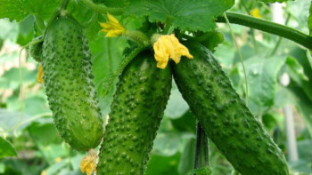 Фотография к новости: Қызылордалық кәсіпкер жылыжайдан күніне 5 тонна қияр жинауда   