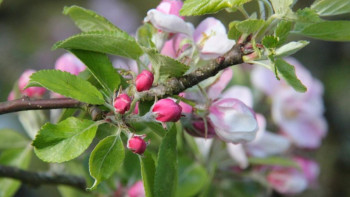 Фотография к новости: Темірбек Жүргенов ауылында 13 мың түп алма ағашы жайқалып тұр