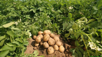 Фотография к новости: Шығысқазақстандық жас ғалымның жобасы гранттық қаржыға ие болды