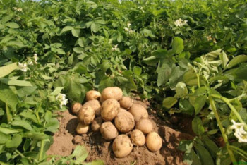 Фотография к новости: Шығысқазақстандық жас ғалымның жобасы гранттық қаржыға ие болды