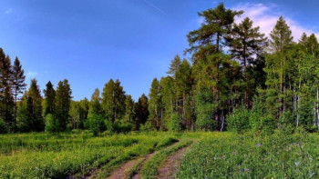 Фотография к новости: Орман қоры аумағын әуеден күзетуге 43 млн теңге бөлінді