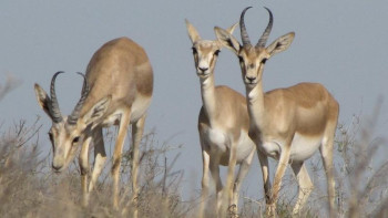 Фотография к новости: Киіктерді қорғау шаралары күшейтілді