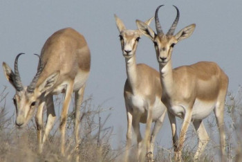 Фотография к новости: Киіктерді қорғау шаралары күшейтілді