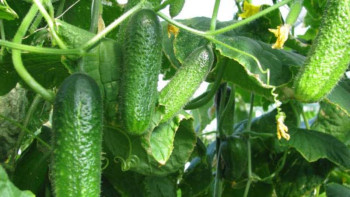 Фотография к новости: Карантинде 40 адамды жұмыспен қамтыған жылыжай