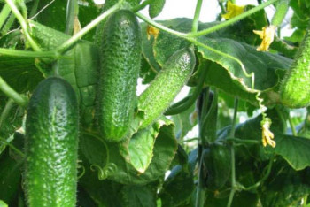 Фотография к новости: Карантинде 40 адамды жұмыспен қамтыған жылыжай