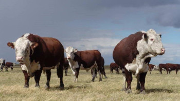 Фотография к новости: Жамбыл облысында мал басы артып келеді