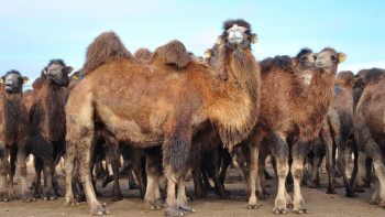 Фотография к новости: Бір түйе 1 млн теңгеден асып кетті. Шөкеев Түрікменстаннан түйе әкелмек