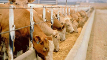 Фотография к новости: Елімізде мал шаруашылығы дамып келеді