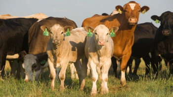 Фотография к новости: Мал шаруашылығын субсидиялауға қосымша 28,5 млрд теңге бөлінді