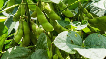 Фотография к новости: Сыр өңірінде соя өсіруге ерекше ден қойылды