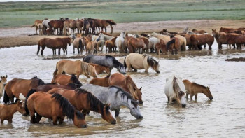 Фотография к новости: Қызылордалық көпбалалы ана мемлекеттiк қолдаудың арқасында кәсiбiн дамытуда