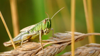 Фотография к новости: Биыл 554 мың гектар алаңға үйірлі шегірткелер таралуы мүмкін