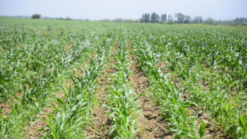 Фотография к новости: Шымкентте ауылшаруашылық кәсібін бастаса, қандай қолдау бар?