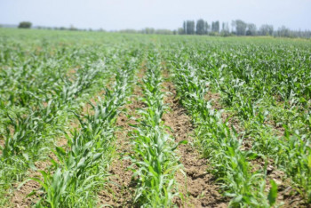 Фотография к новости: Шымкентте ауылшаруашылық кәсібін бастаса, қандай қолдау бар?