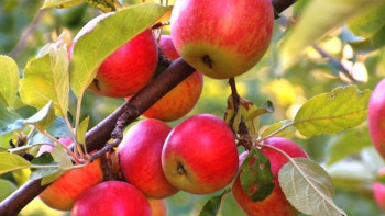 Фотография к новости: Бақ өсіретін қызылордалық шаруаларға мемлекет  тарапынан қолдау көрсетілуде 