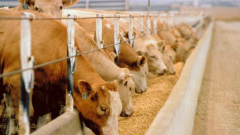 Фотография к новости: Мал шаруашылығы саласында 4% өсім сақталып отыр - АШМ 