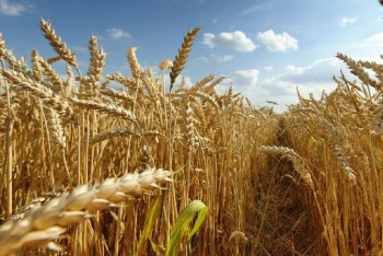 Фотография к новости: Шығысқазақстандық шаруалар қуаңшылықтан қорғану жолдарын қарастырды