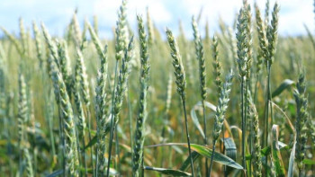 Фотография к новости: Диқандар астықты форвардты сатып алу үшін 5 млрд теңгеге өтінім берді