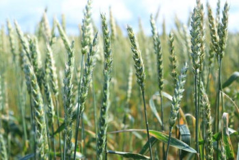 Фотография к новости: Диқандар астықты форвардты сатып алу үшін 5 млрд теңгеге өтінім берді