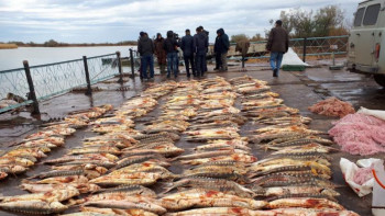 Фотография к новости: Балық өнімдерінің көлеңкелі айналымы өндірудің орташа жылдық көлемінен 5 есе артық – министр