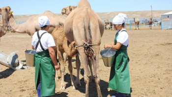 Фотография к новости: Арал ауданында құрғақ сүт өнімдерiн өндiретін зауыт салынуда