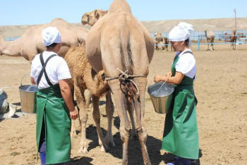 Фотография к новости: Арал ауданында құрғақ сүт өнімдерiн өндiретін зауыт салынуда