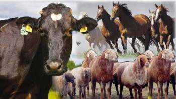 Фотография к новости: Төрт түліктің бруцеллез ауруына шалдығу көрсеткіші төмендеп  келеді