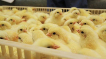 Фотография к новости: Биыл Қармақшы ауданында құс фабрикасы іске қосылады 