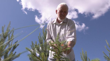Фотография к новости: Павлодарлық 17 жылдың ішінде бос жатқан жерді ну орманға айналдырды 