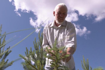 Павлодарлық 17 жылдың ішінде бос жатқан жерді ну орманға айналдырды 