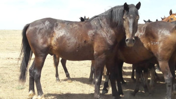 Фотография к новости: Жануарлардың аса қауіпті аурулары азайды - АШМ