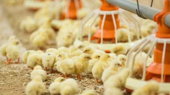 Фотография к новости: Қазақстанда ТМД-дағы ең үлкен жоба іске қосылады