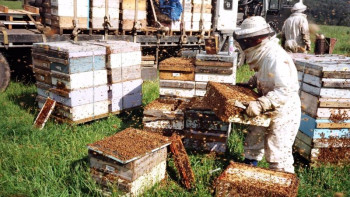 Фотография к новости: "Еңбек" бағдарламасы: Ауыл тұрғыны жылына 2,4 тонна бал өндіреді