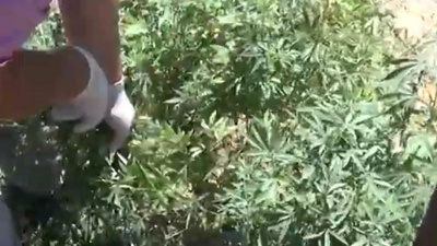 Жамбылдық азаматтан 110 түп марихуана тәркіленді